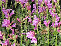 Penstemon davidsonii